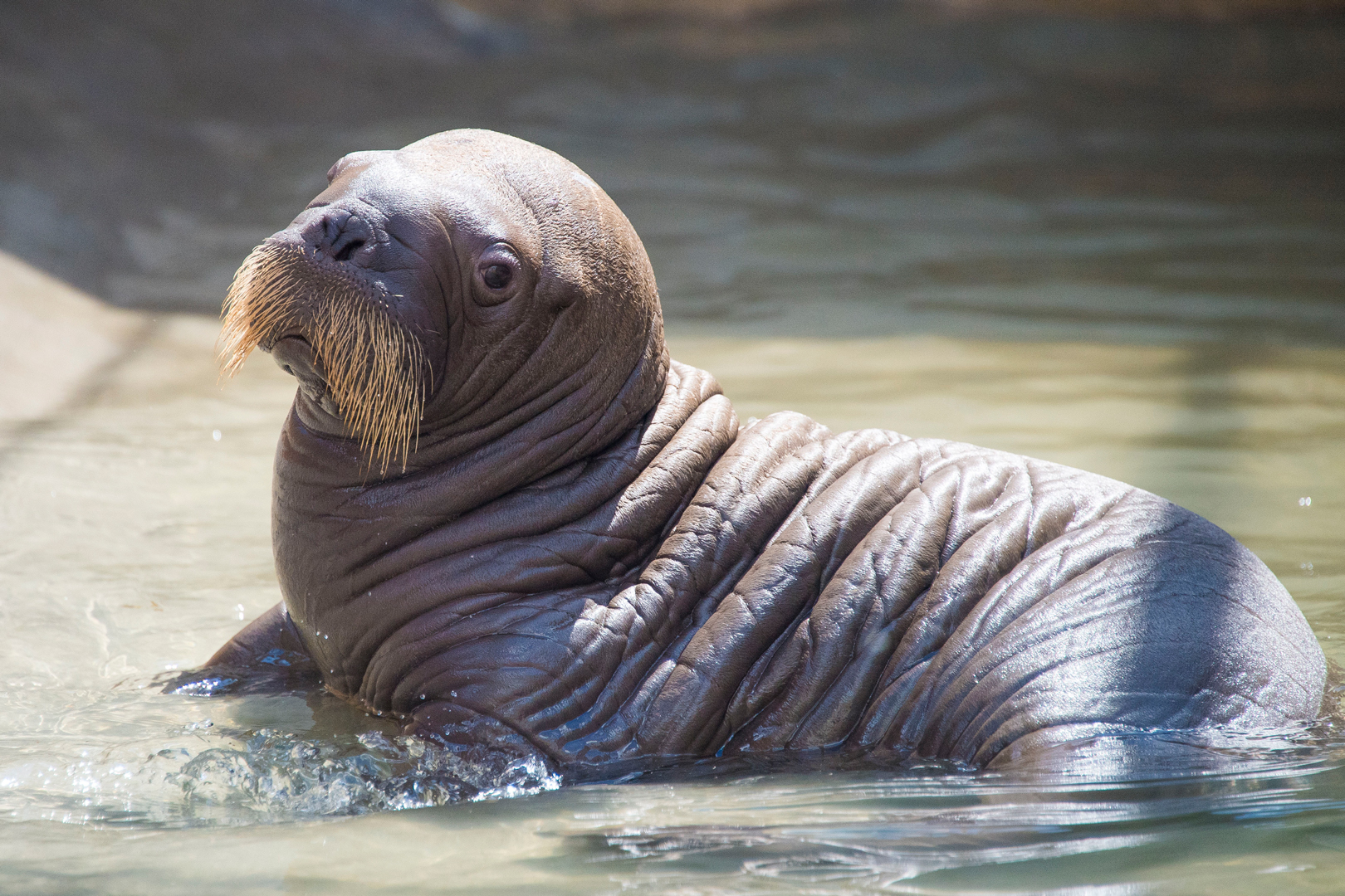 Walrus bebé